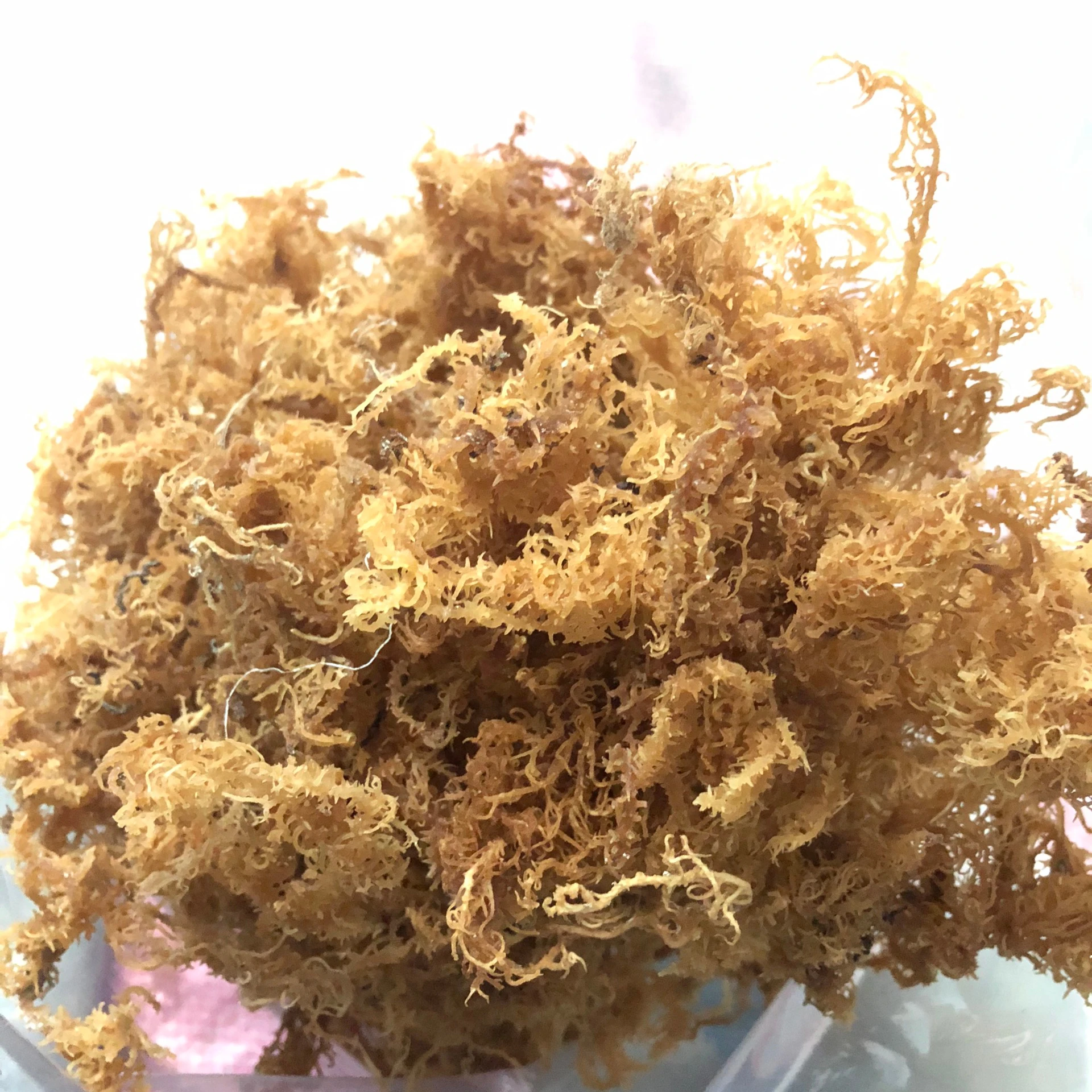 Best Selling Vietnamese New Crop Dried Vegetable Flakes Seamoss Wholesale Dried Seamoss/Katty