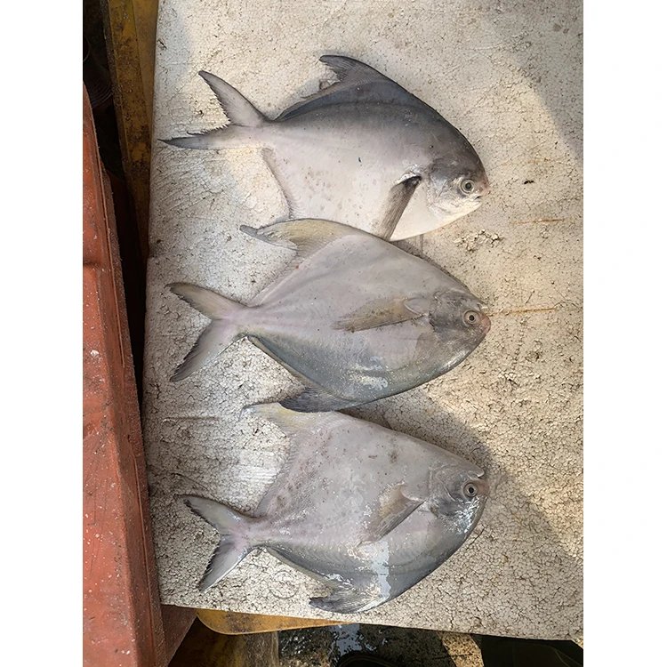 Land Frozen Farming Fish Silver Pomfret Small Size For Market