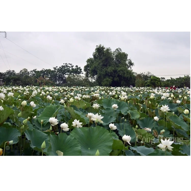 Natural Sweet Taste Mild Scent Pickled White Wine Snow Lotus Wine Good For Health With Glass Bottle Exported From Vietnam