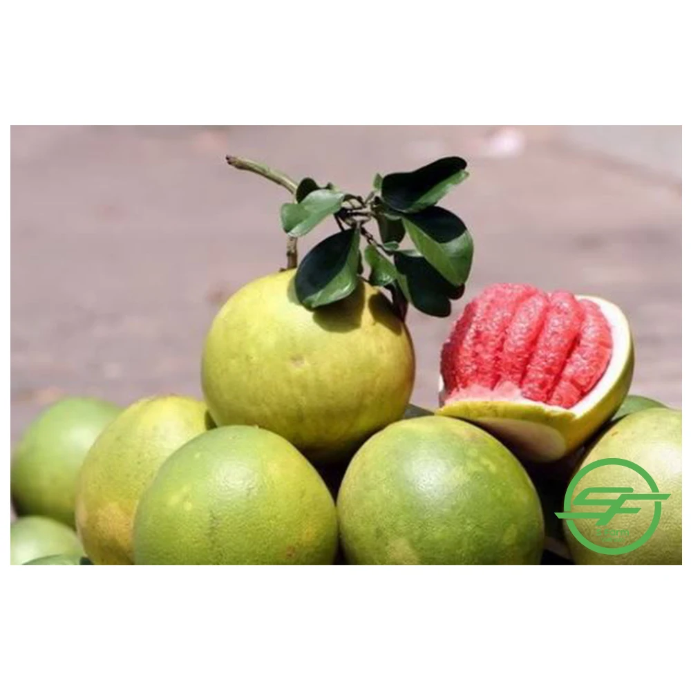 High Quality Citrus New Crop Grapefruit Pomelo