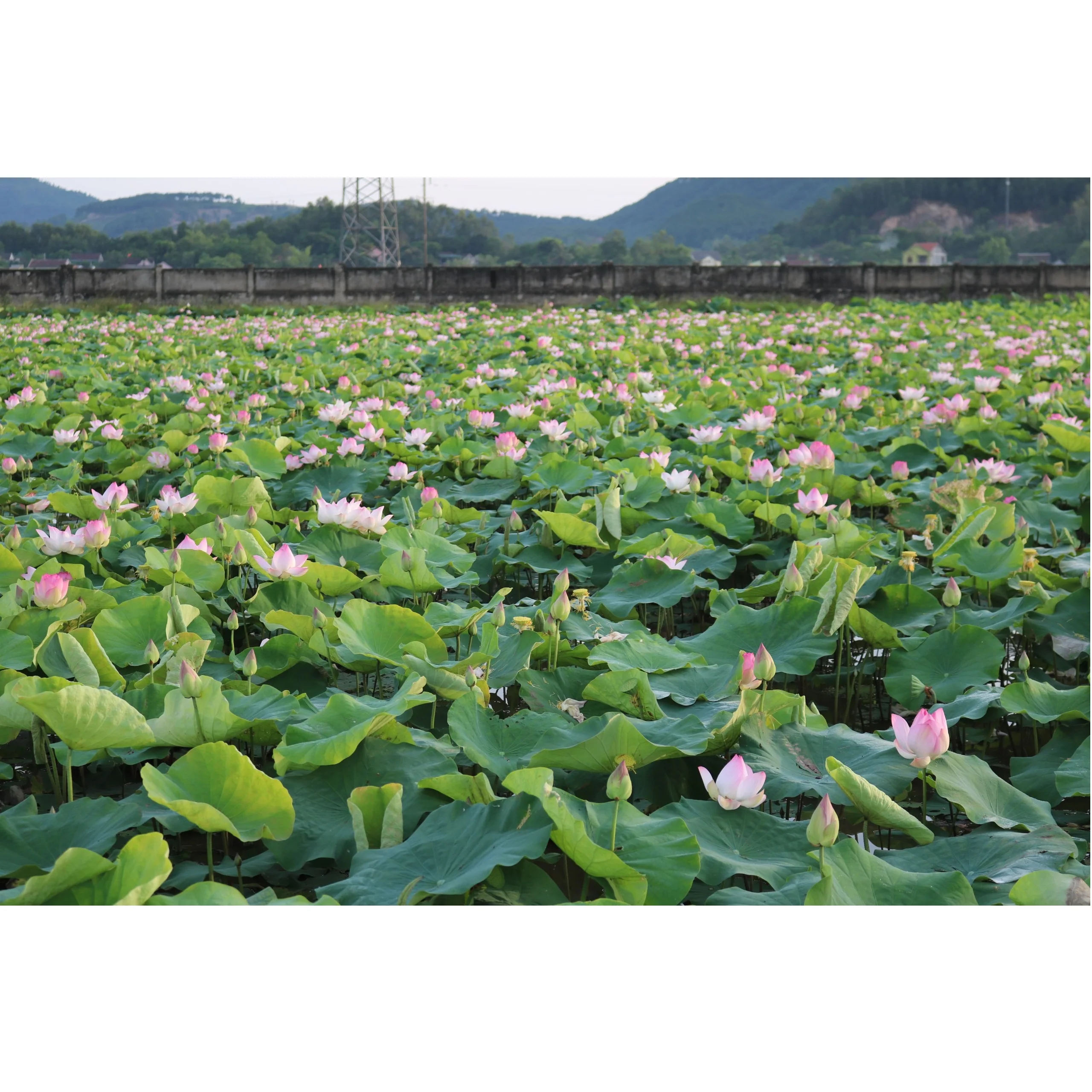 Wholesale Natural Healthy and Nutritious Flower Seeds White Fatty Tasty Fresh Peeled Lotus Seeds For Food/Cook From Vietnam