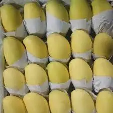 Свежий манго для продажи, низкая цена, агрозеленый Вьетнам