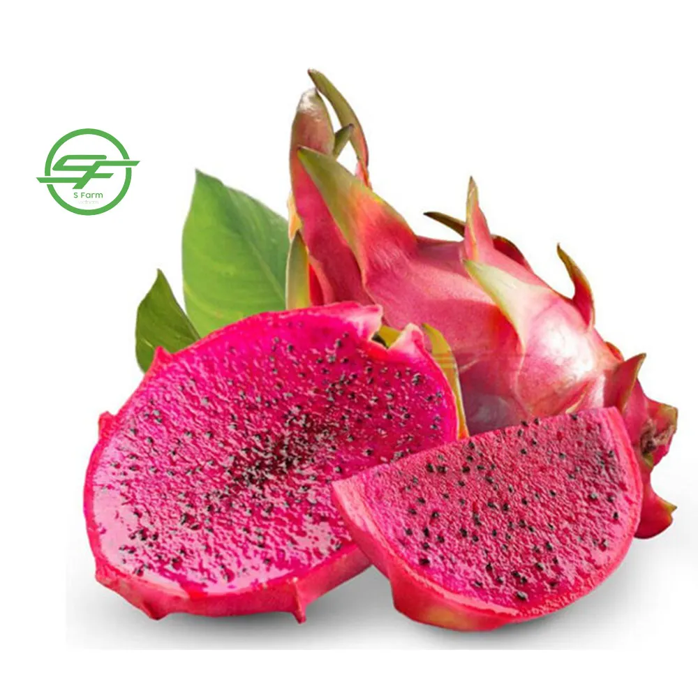 Provider of the Best Fresh Red Dragon Fruit  (Whatsapp/zalo/wechat: +84 912 964 858)