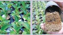  Высокое качество Лучшая цена кормовая рисовая шелуха для роста верхней почвы