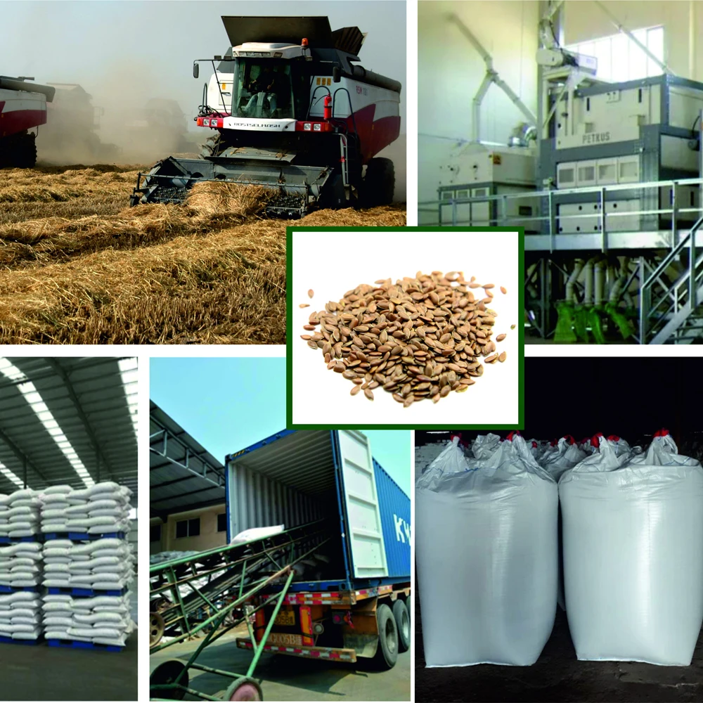 Льняные семена Премиум-Качества, пакеты 25/35 кг или оптом от производителя