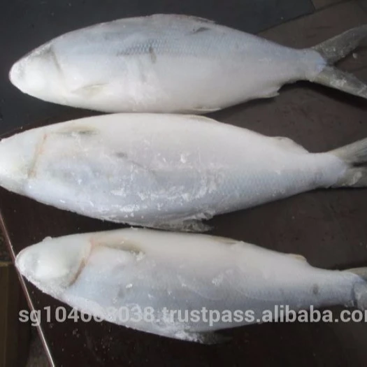 Indonesia Chanos Chanos Frozen Milk Fish Whole Round with IQF Freezing 18 Months Shelf Life Various Sizes 10kg/ctn