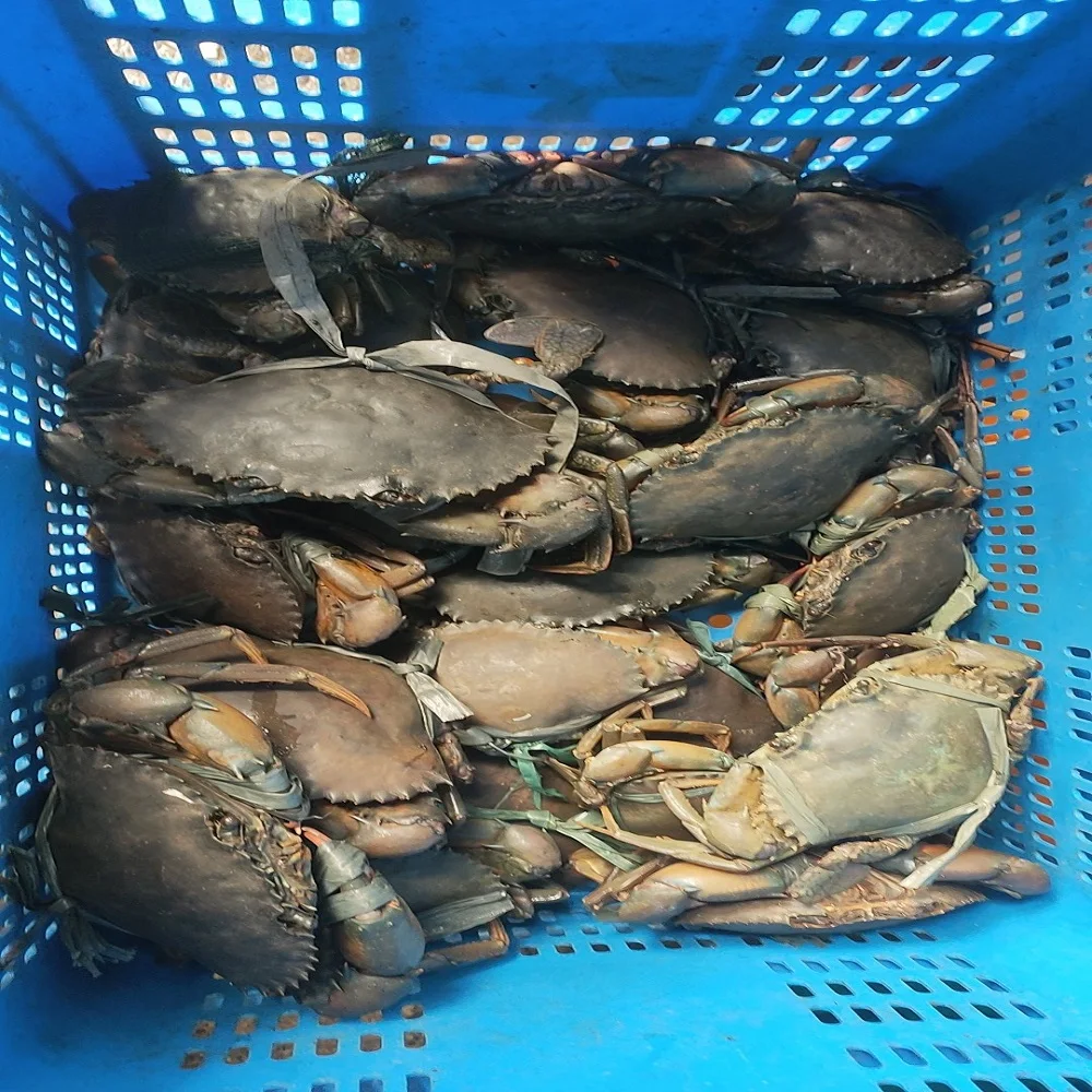 Мужской женский замороженный живой свежий грязевой краб