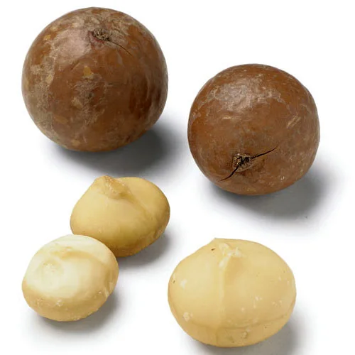 Raw And Roasted Macadamia Nuts Cheap Price Raw And Roasted Macadamia Nuts In Premium Quality