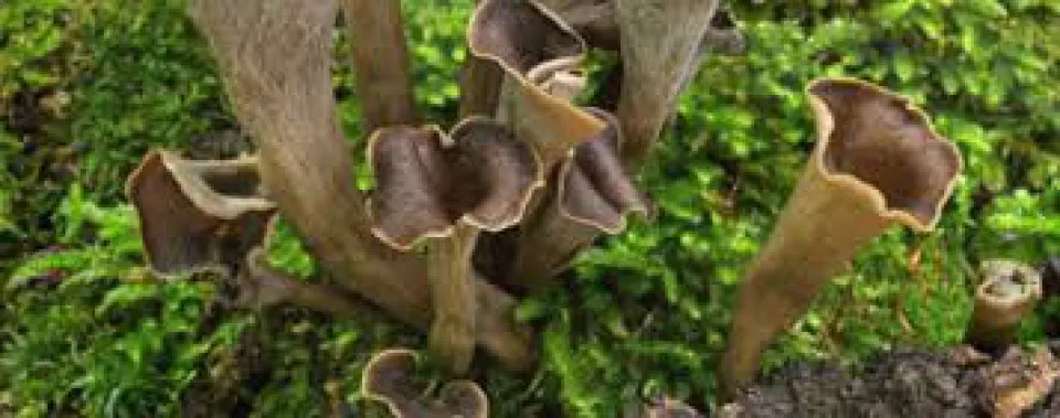 Low Price Wholesale Premium Quality Long Lasting Frozen Fresh Trumpet Mushroom - Made in Turkey