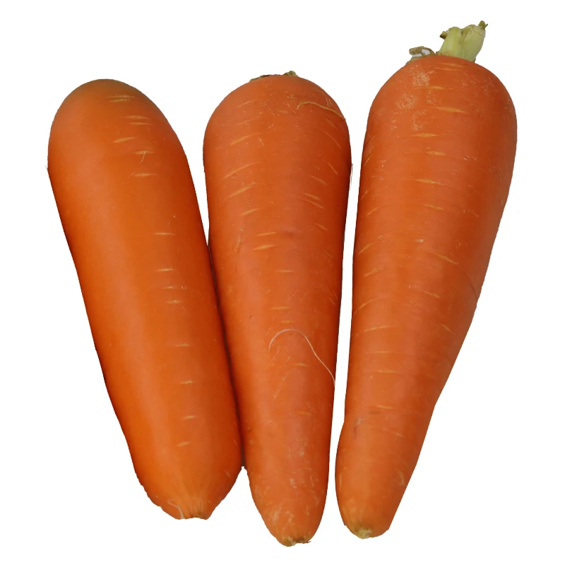 New crop fresh organic vegetables wholesale carot/carrot seeds price of carrots in bulk for export