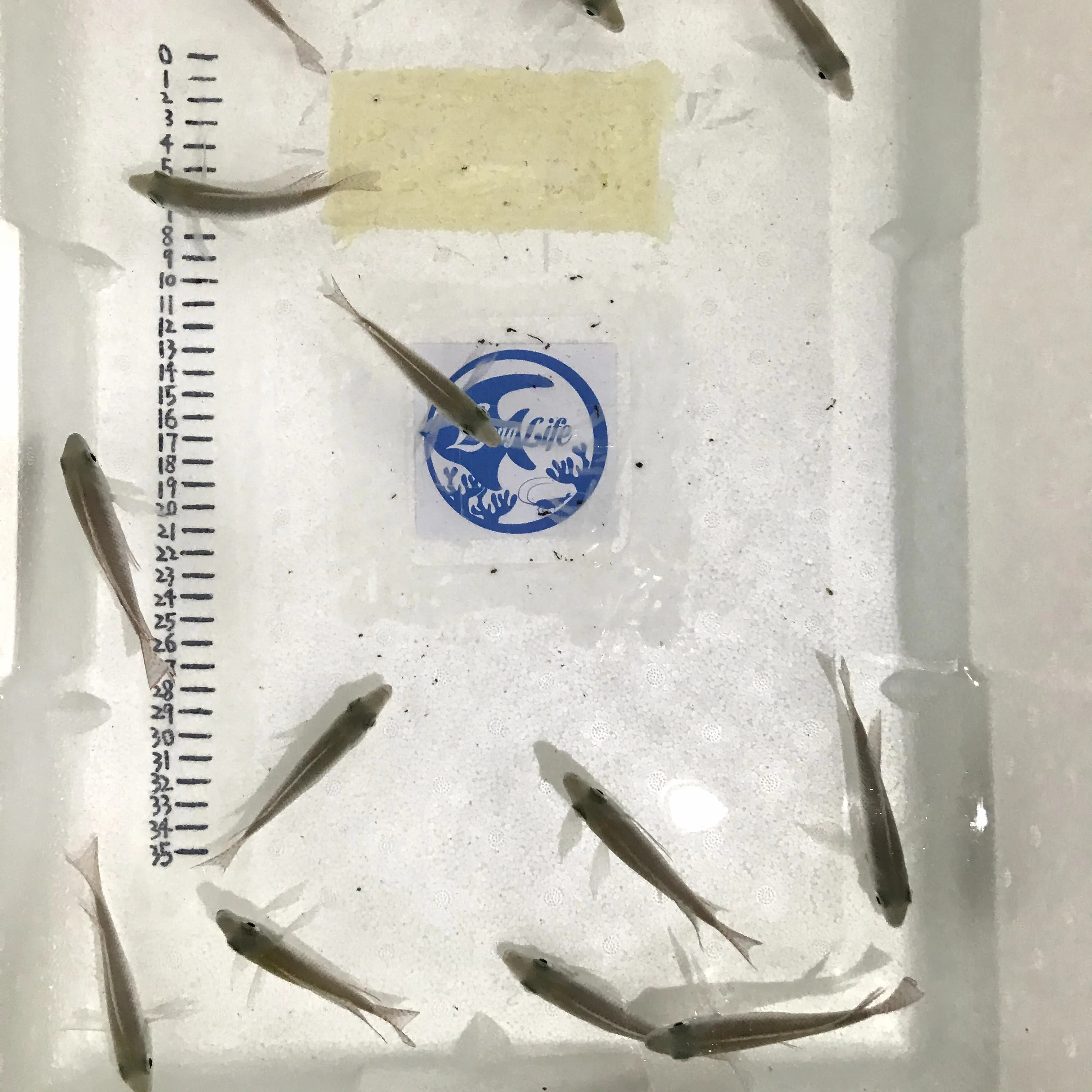 
Farm bred Lethrinops albus Kande Island African Malawi Cichlids For sale 