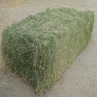 Alfalfa