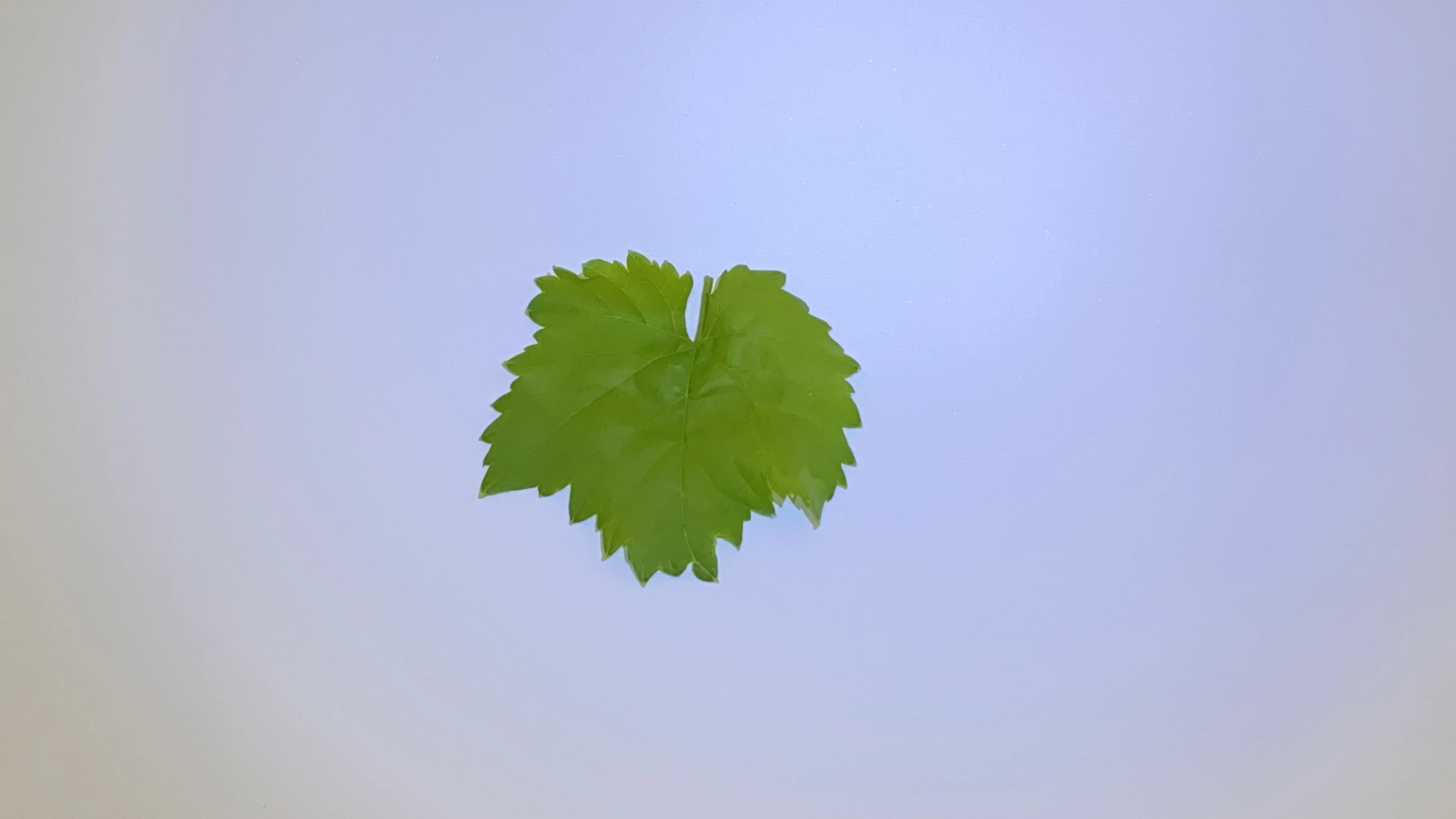 %100 NATURAL Good Quality Style Storage Normal Raw Water Origin Type Life Cool Packaging Salted in Brine Vine Leaves