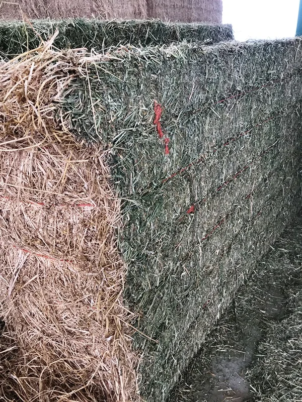 
HIGH QUALITY ALFALFA HAY BALE FROM TURKEY 