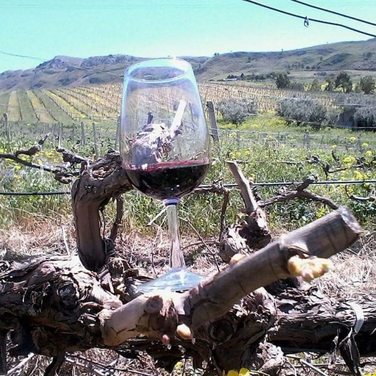 Первоклассное итальянское красное вино FERRERI для ресторанов винных магазинов виноград черный де-Авола 750 мл 12 месяцев в барриках из каштана