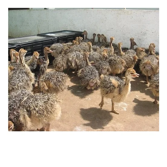 Удобрённые Страусиные цыплята 1-6 месяцев/страусиные яйца и цыплята для продажи черные и красные шеи Страусиные птицы