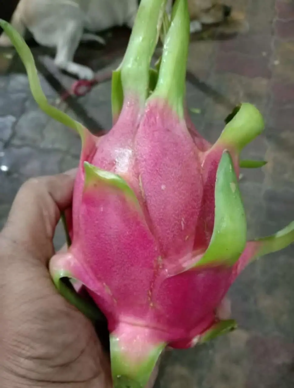 Fresh Dragon Fruit with reasonable price for India Market +84348130861