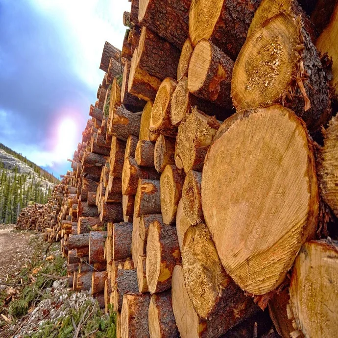 Буковые бревна хорошего качества