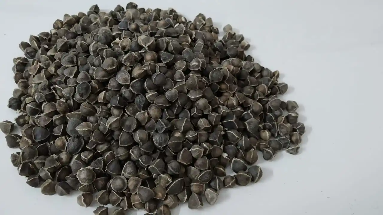 PKM1 Wingless Moringa / Oleifera Seeds  for Oil Extraction / human Consumption / Health benefits from India Agri Farm