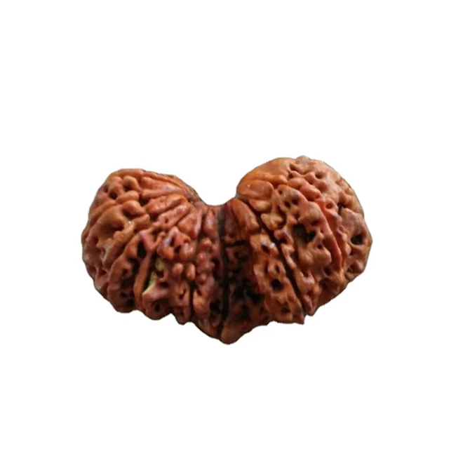 Редкие оригинальные камни с 21 лицом Mukhi Nepali Rudraksha Gauri Shankar Rudra Gems NP независимая оценка