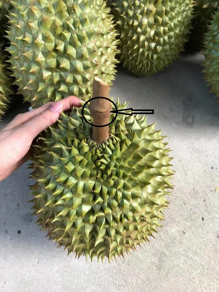 MONTHONG DURIAN - DURIAN FRUIT PRICE - VIETNAM DURIAN FRUIT (+84938244404)