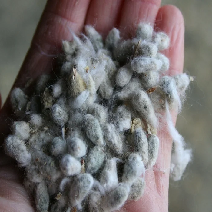 Quality Cotton seeds for sale