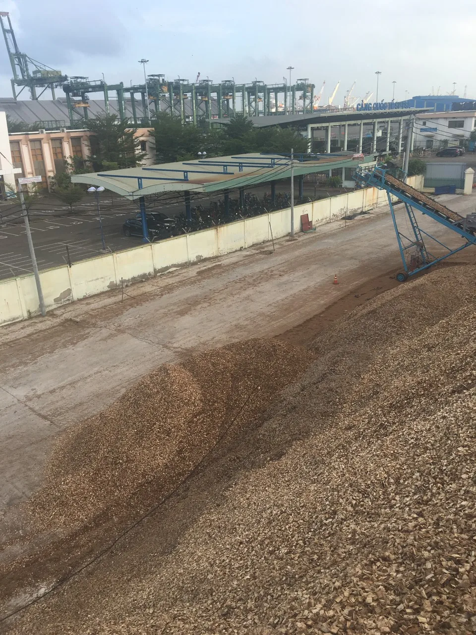 Распродажа вьетнамская Акация // сосна эвкалиптовая древесная щепа для бумаги /// низкая цена