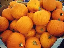 FRESH PUMPKIN HIGH QUALITY