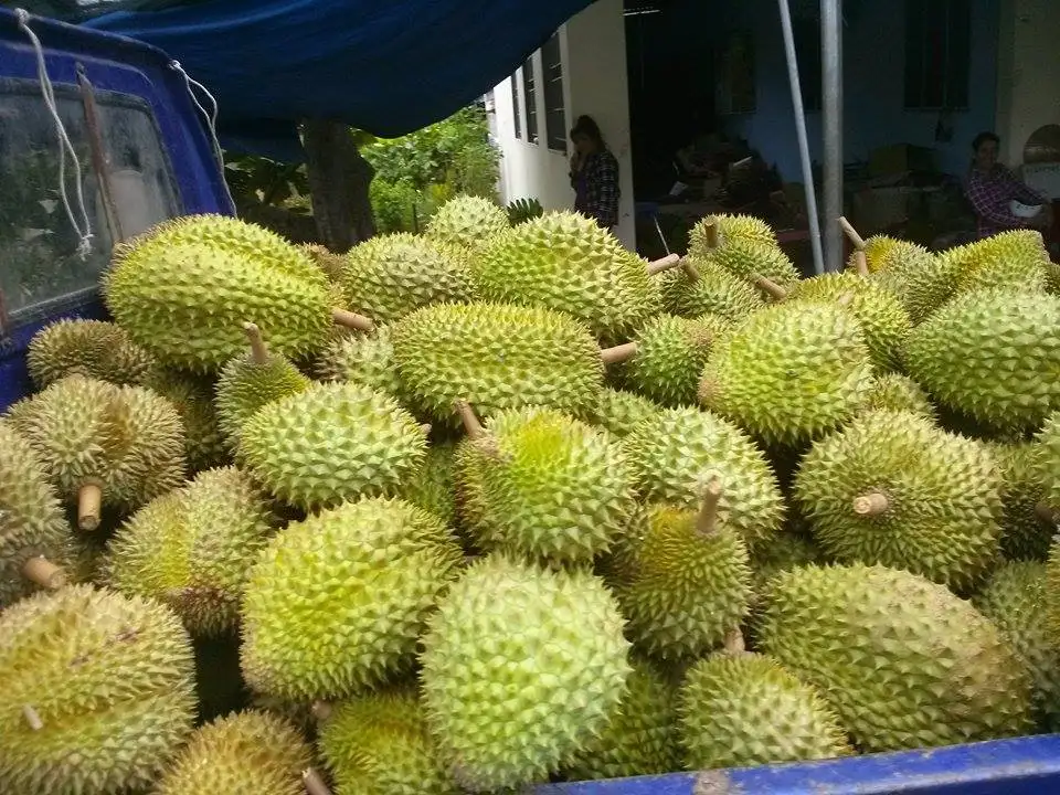 Fresh Durian Best Quality from Vietnam 2020 - Frozen Durians Cheap Price High Quality from Supplier