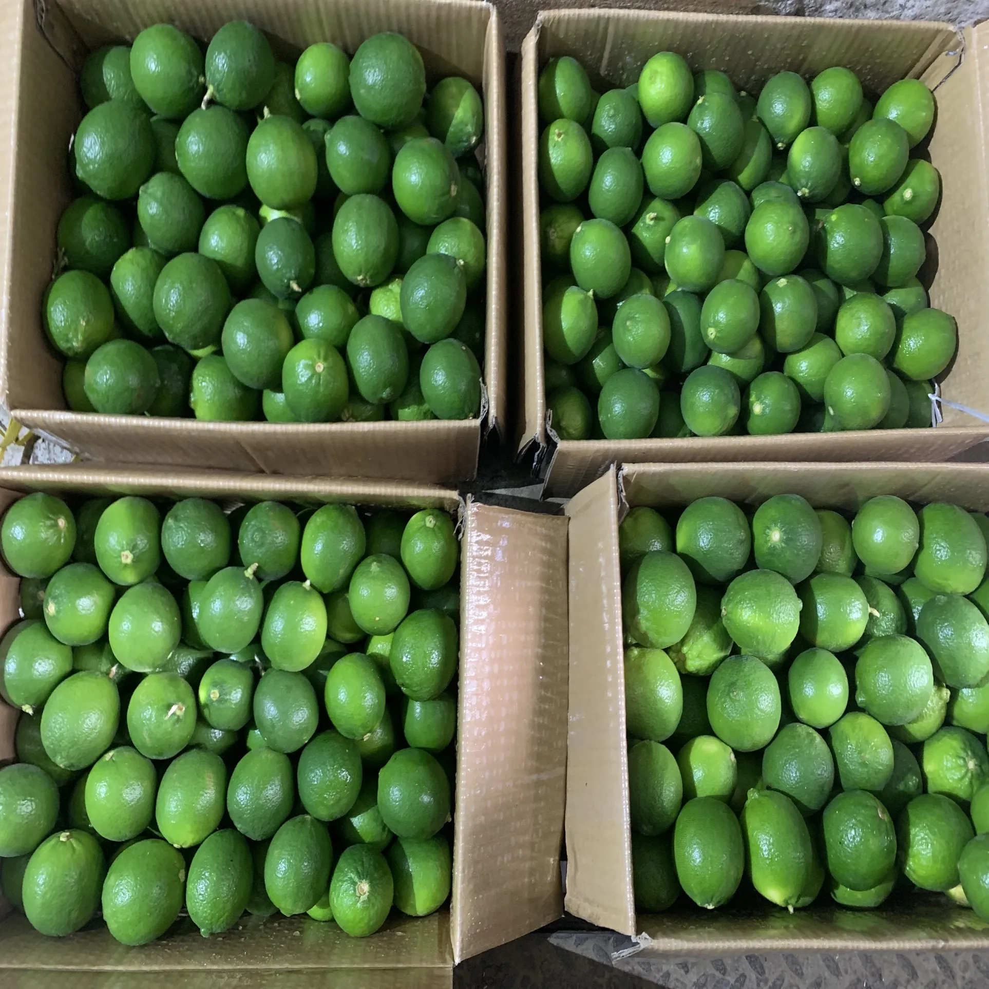 Year Round Lime seedless Viet Nam Fresh Lemon bulk Cheap price OEM/ODM custom package
