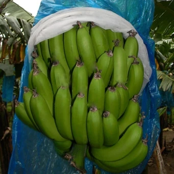 
 Вьетнамский экспортный продукт, свежий банан cavendish, Лучшая цена, свежие бананы класса А, лучшее качество  