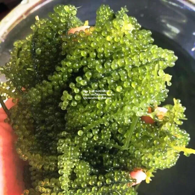 Лучшая цена Латок морской виноград/кабарпа линзолифера/сушеный виноград из Вьетнама // Whatsapp +