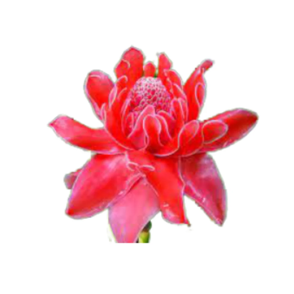 
Organic Farm Planting Red Torch Ginger Tropical Dahlia Flowers 