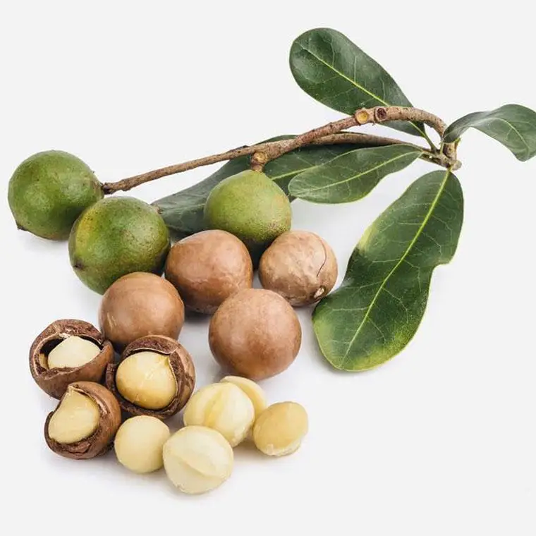 Орехи макадамии сырой соленый жареный порошок маки здоровое питание