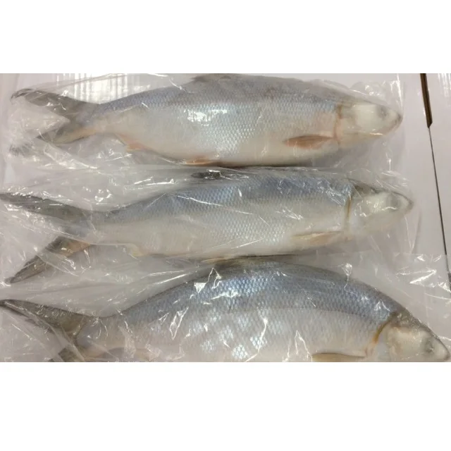 Indonesia Chanos Chanos Frozen Milk Fish Whole Round with IQF Freezing 18 Months Shelf Life Various Sizes 10kg/ctn