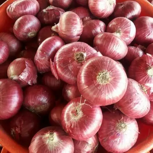 Fresh Farm Red Onions Gluten Free Exporters 50 kg Mesh Bags/ Buy Fresh Healthy Red Onion Mesh Bags