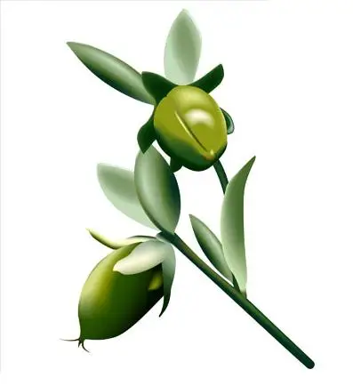 Wholesale Bulk Price Natural Jojoba Oil Best Reasonable Price Aroma Jojoba Essential Oil Supply By Exporters