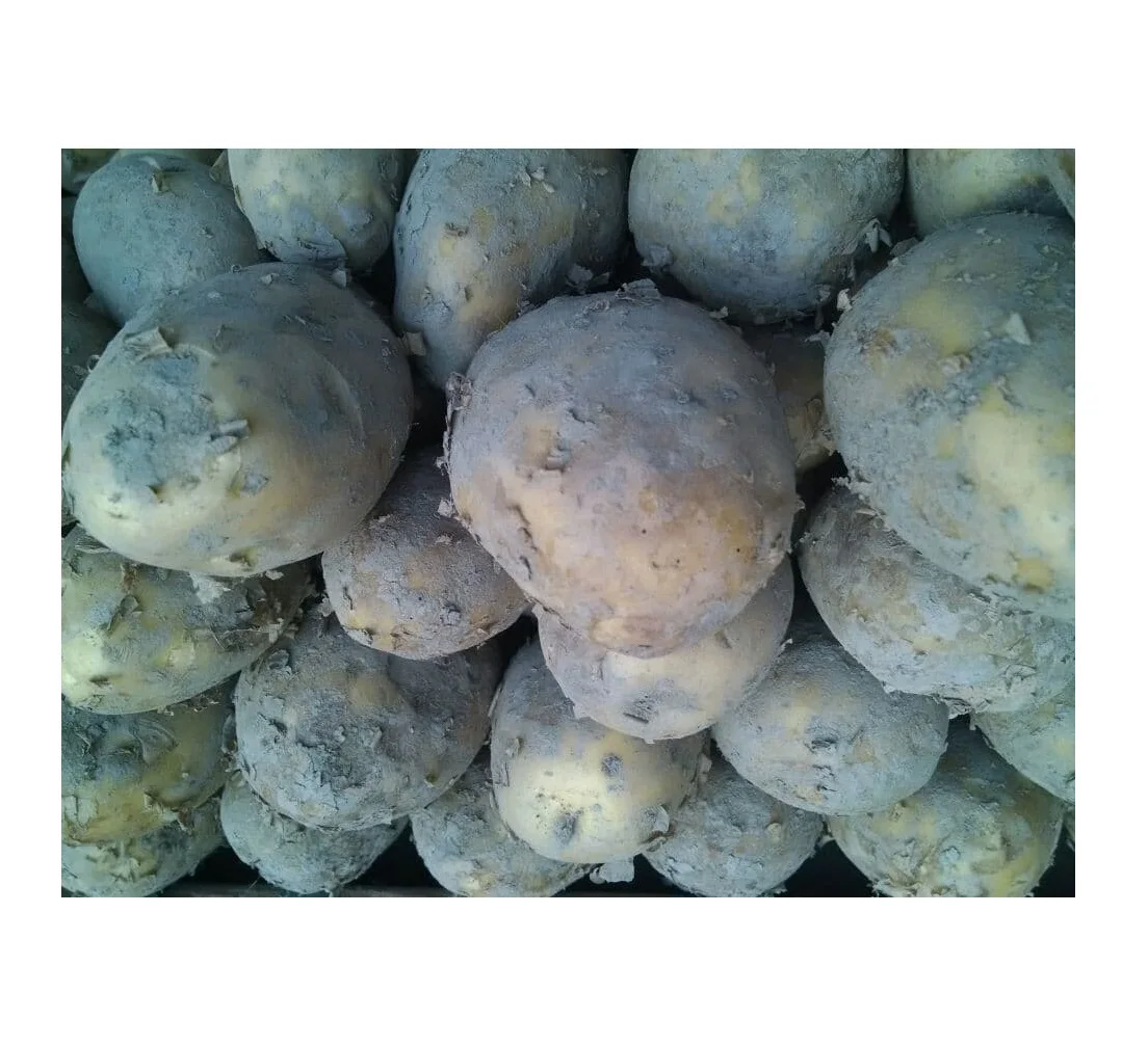 100% Top High Quality Cheap Price Pakistan Made Fresh Red Potato For Sale