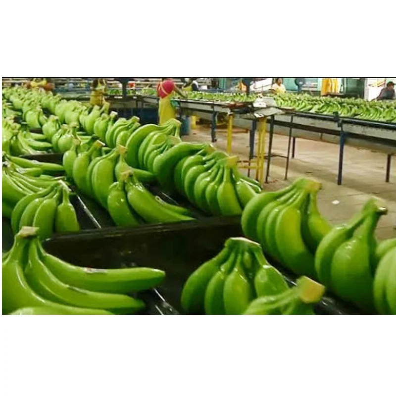 16cm Max The Premium Fresh Cavendish Banana Vietnam With High Quality And Best Price For Export Ready To Shipping EU ASIA Market