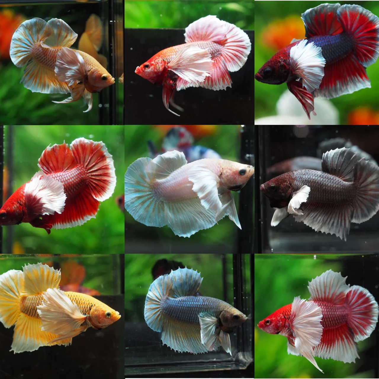 
MYSTERY BOX LIVE BETTA FISH HIGH QUALITY-Thailand Betta Fish Premium Quality Plakat Siamese Fighting Fish 