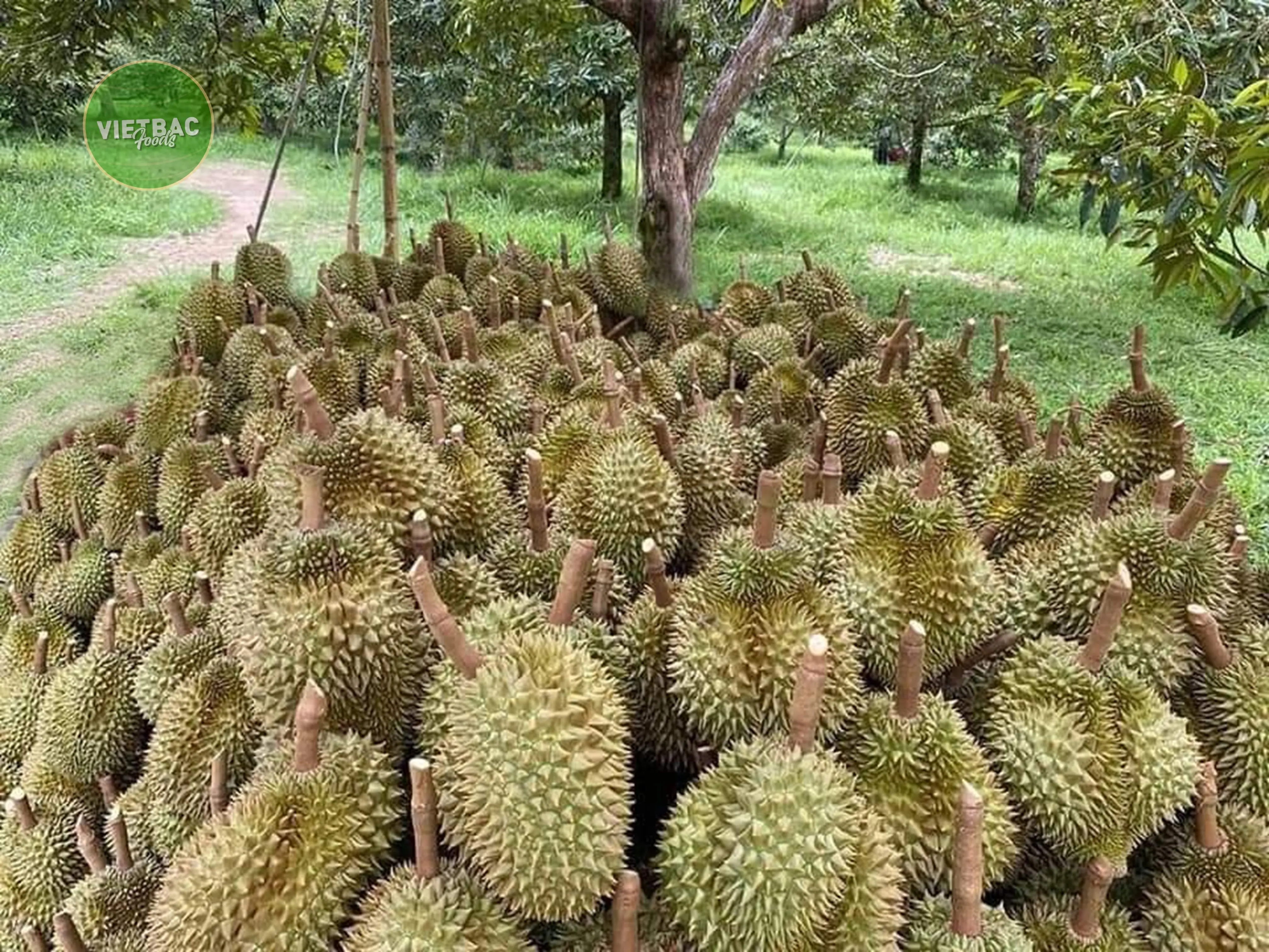 
Durian Fruit 