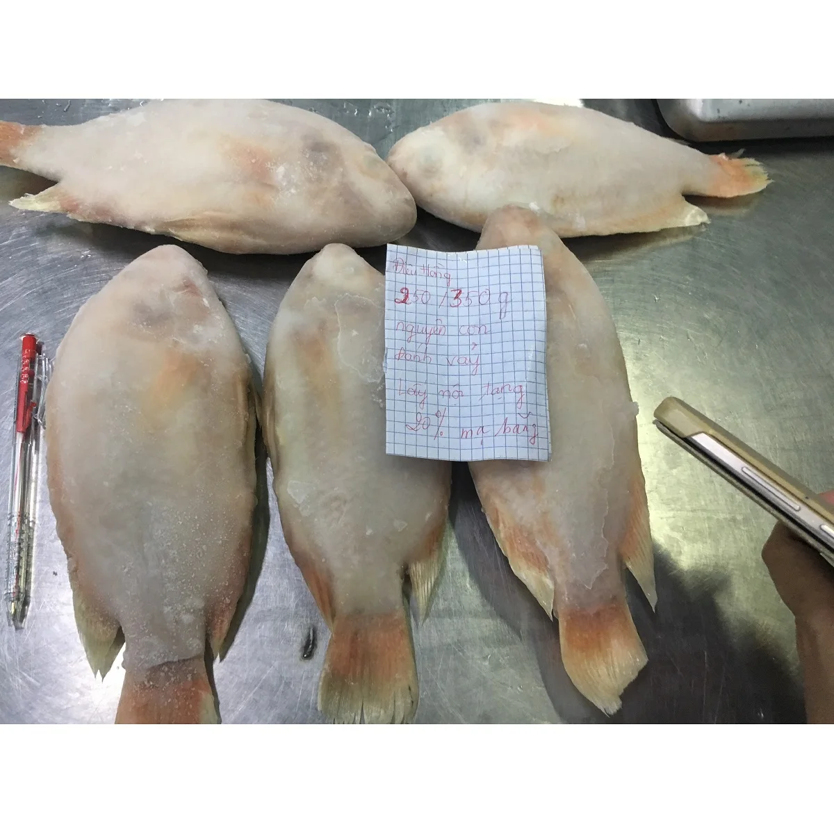 Best Selling Nature Frozen Fresh Whole Body Fillet IQF Oreochromis Spp Red Tilapia