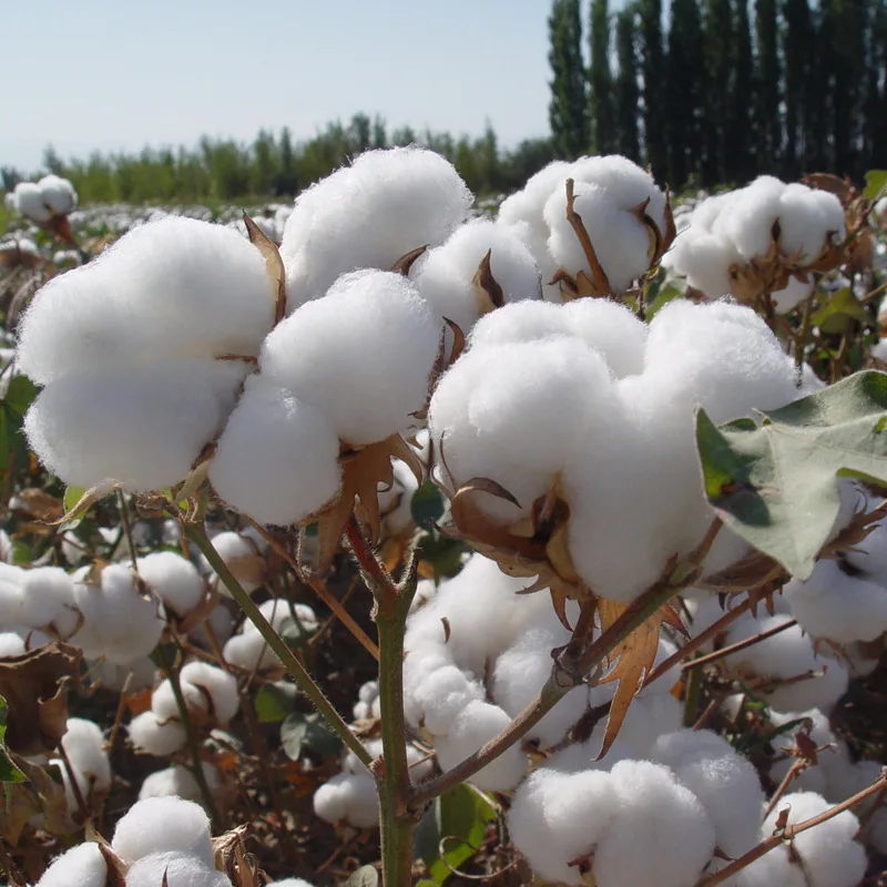 
100% Natural Raw Cotton Exporter  (1700003520094)