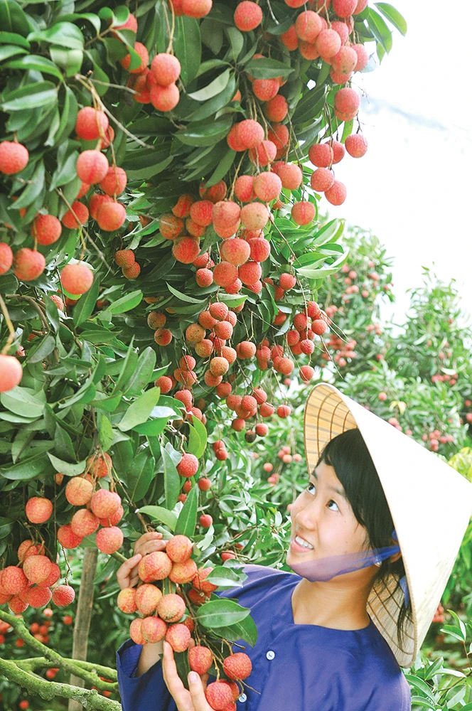  Оптовая продажа Натуральный Сладкий органический личи со сладким вкусом из Вьетнама