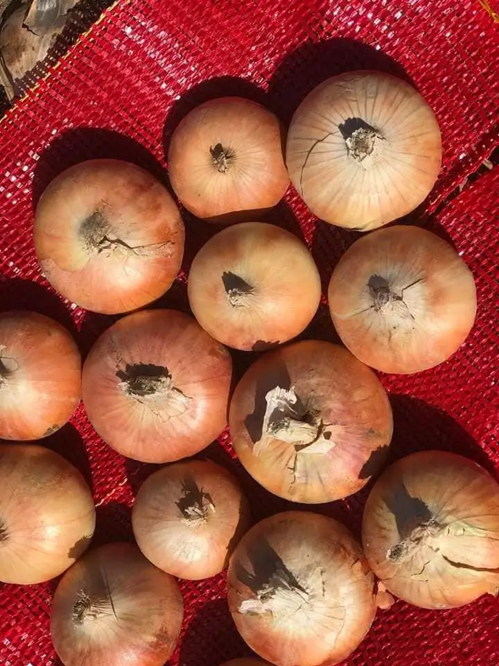 lowest price fresh yellow onion 2023