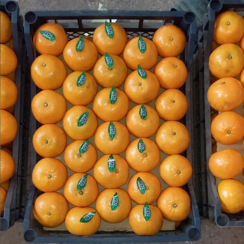 Best Quality Mandarin orange in Pakistan