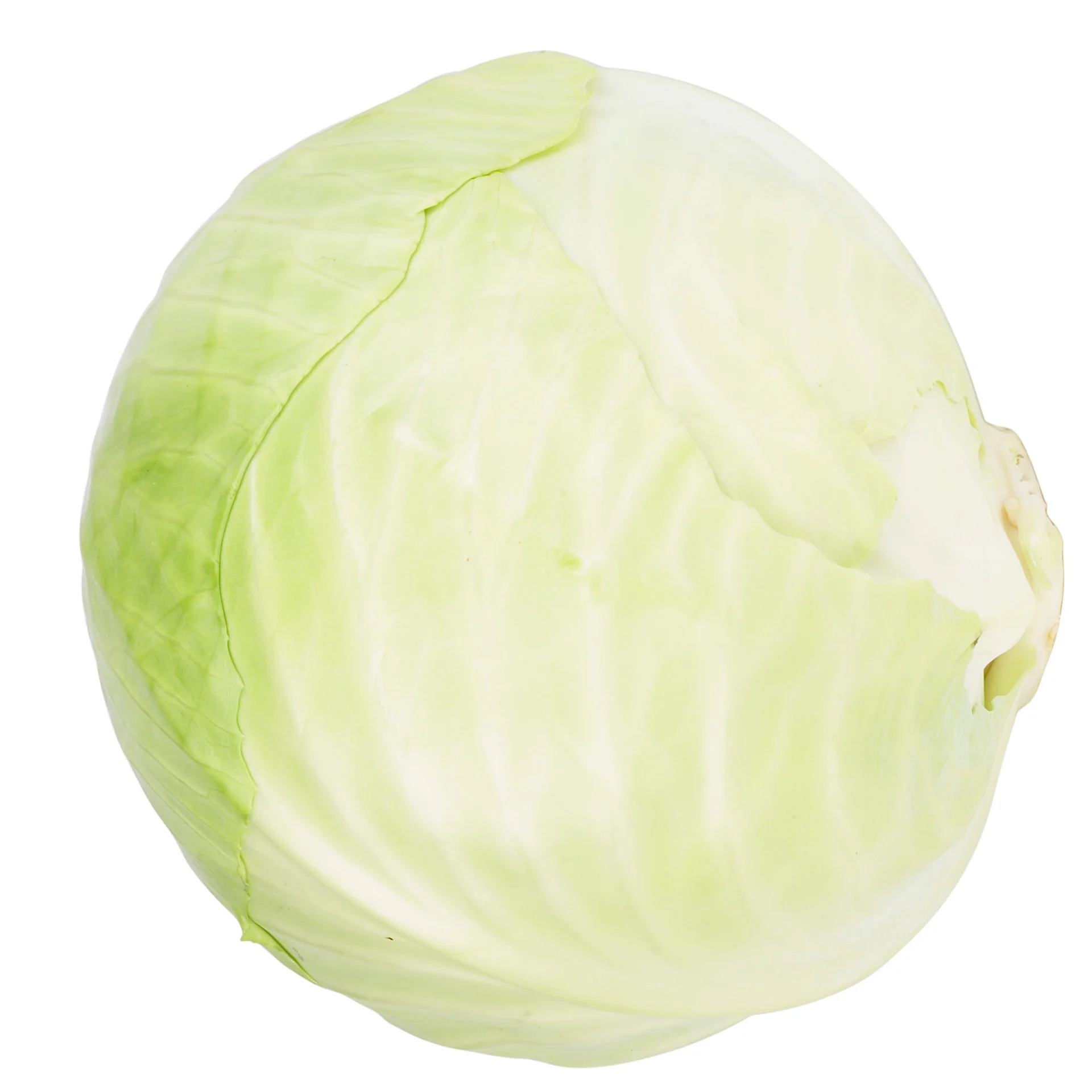 Green cabbage for export