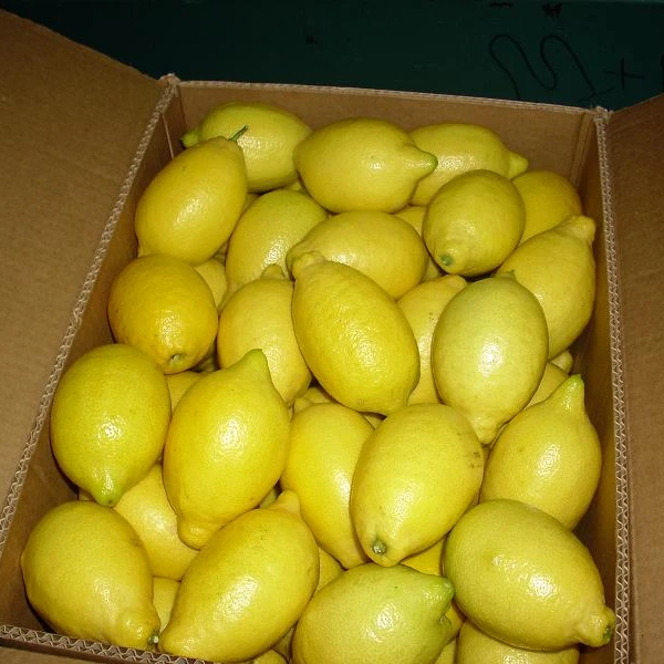 Fresh Yellow Lemons from South Africa in Stock
