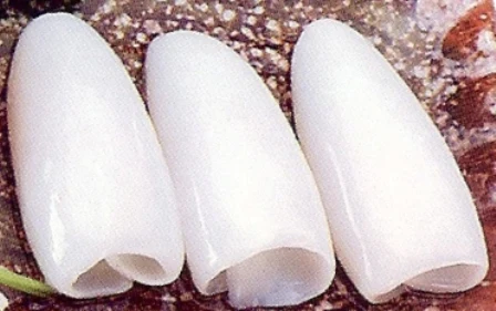 FROZEN CUTTLEFISH FILLET ROLL HIGH QUALITY INDIAN EXPORT