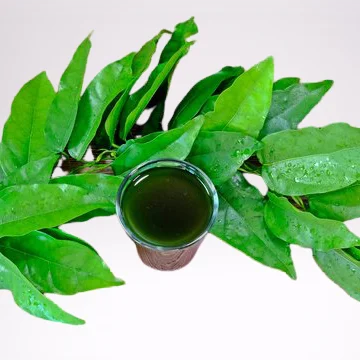 Herbal Extract Supplements Yanang Leaves Tiliacora Triandra   Strong & Healthy